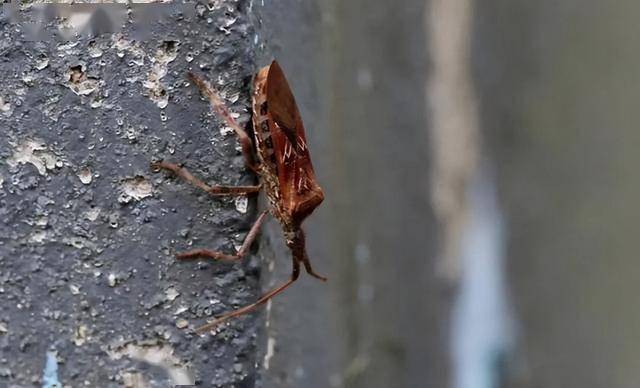 警惕!大连发现一种高危害性入侵昆虫……