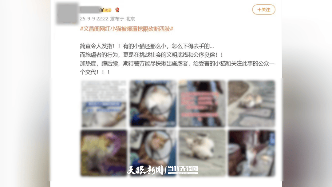 大反转!贵阳“挖眼虐猫”事件系AI编造