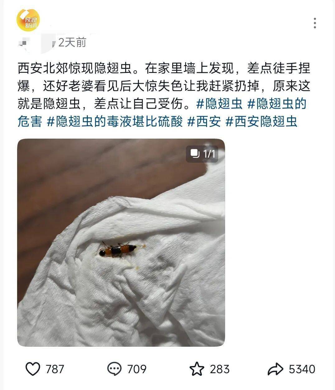 西安多区发现隐翅虫?千万别拍!毒液堪比硫酸