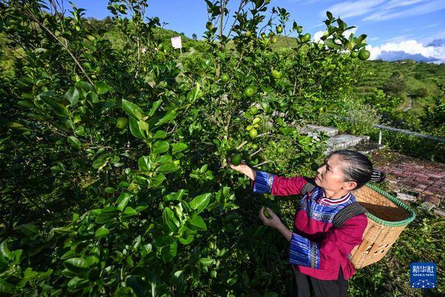 贵州望谟：小柠檬做成大产业