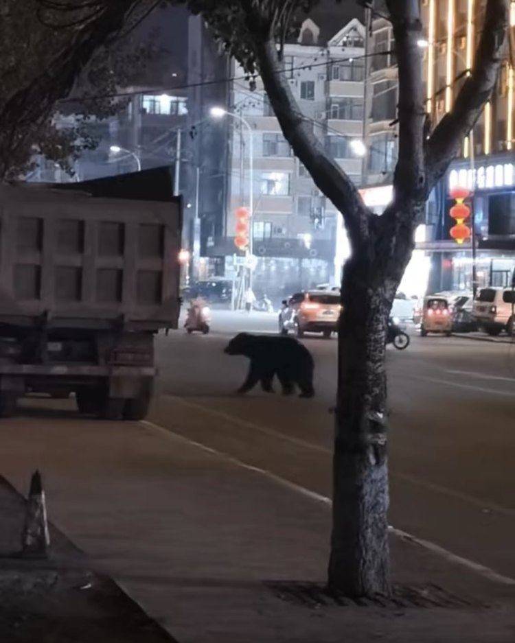 黑熊闯闹市被击毙,为何不用麻醉枪?专家回应 黑熊闯闹市被击毙,为何不用麻醉枪?专家回应